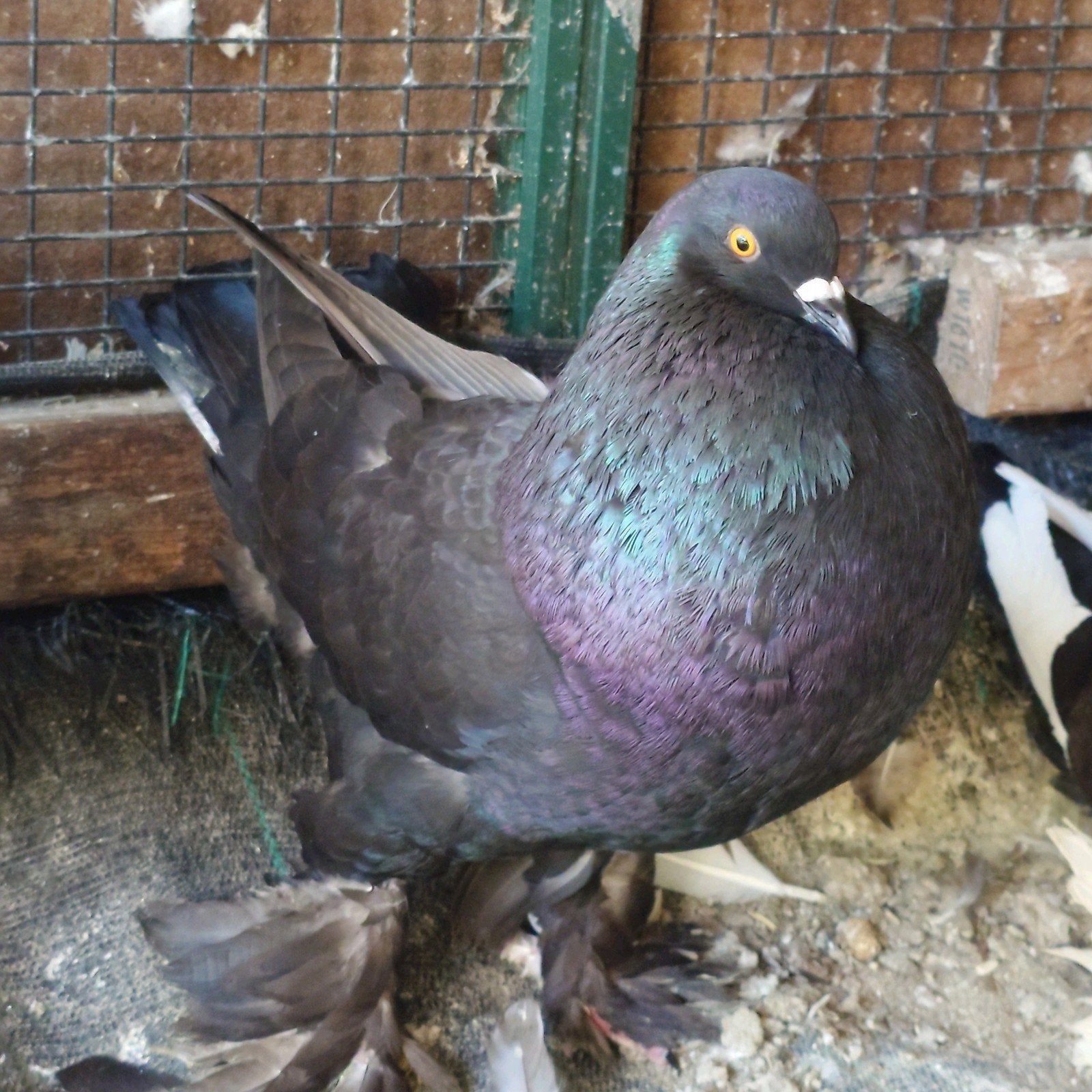 Gentse Kropper zwart, Dieren en Toebehoren, Vogels | Duiven