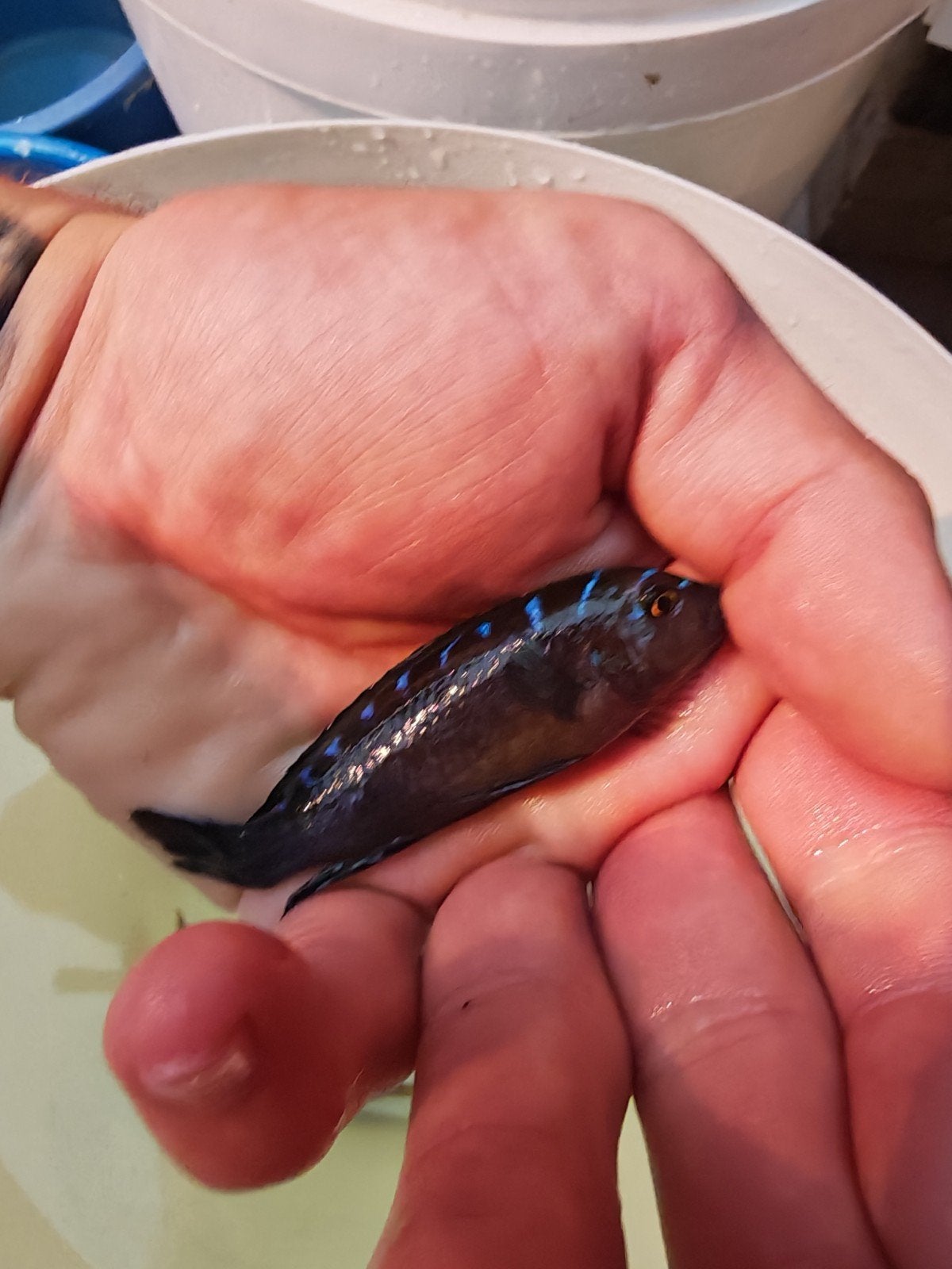 malawi aquarium, Dieren en Toebehoren, Ophalen, Pomp, Gebruikt, Gevuld zoetwateraquarium