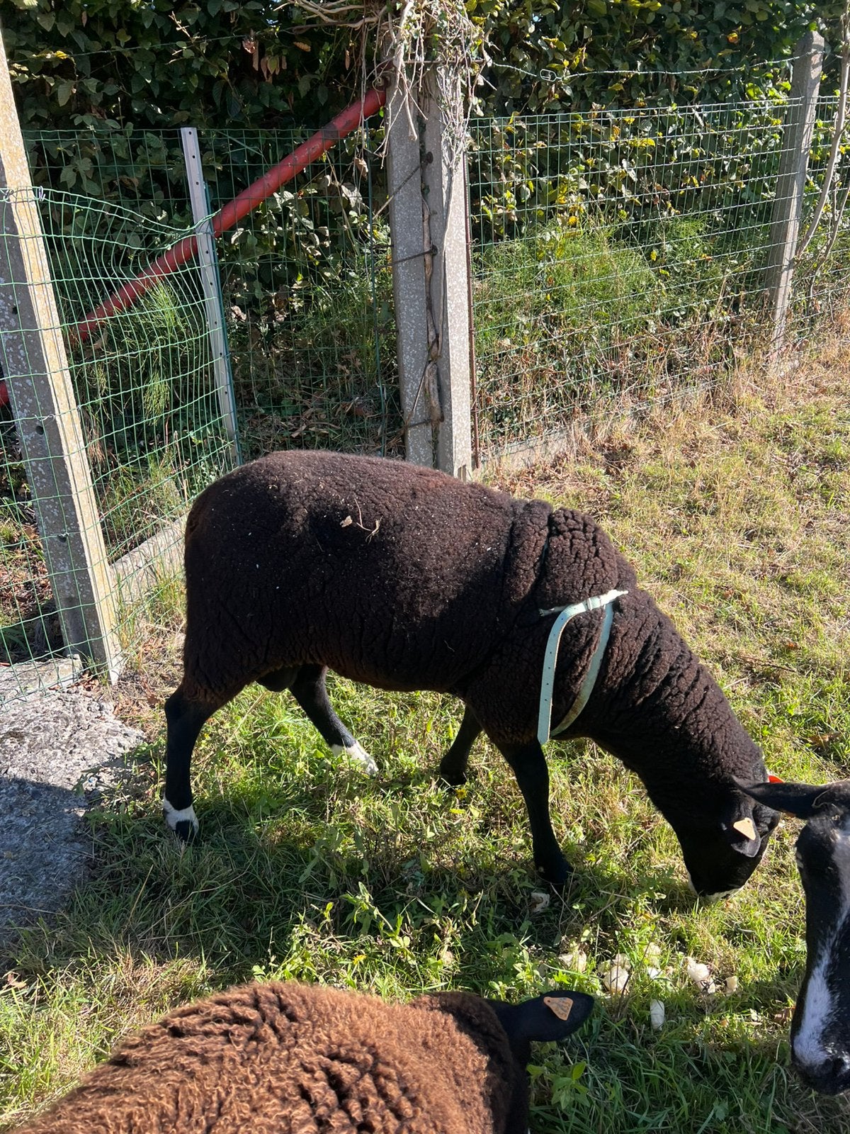 zwartbles bok 2 jaar, Animaux & Accessoires, Mâle, Mouton, 0 à 2 ans