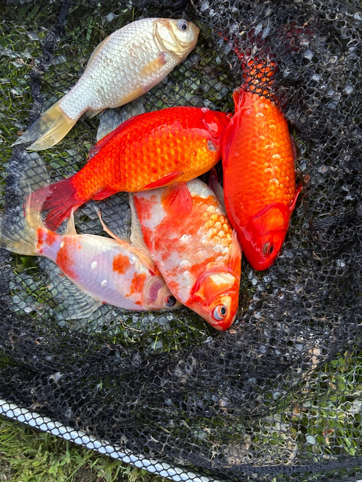Goudvissen, Dieren en Toebehoren, Goudvis(sen)