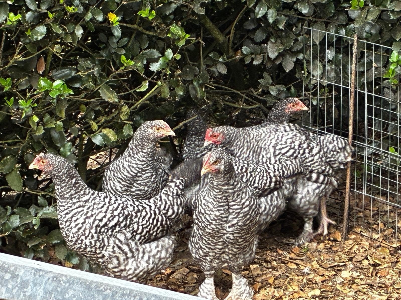 Jonge hanen, Mechelse koekoek, Mâle, Poule ou poulet