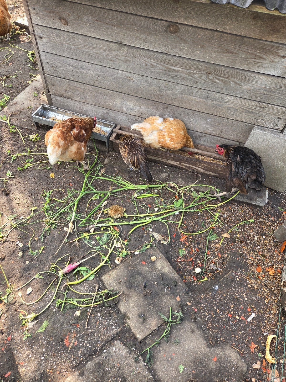 Kippen, Dieren en Toebehoren, Pluimvee