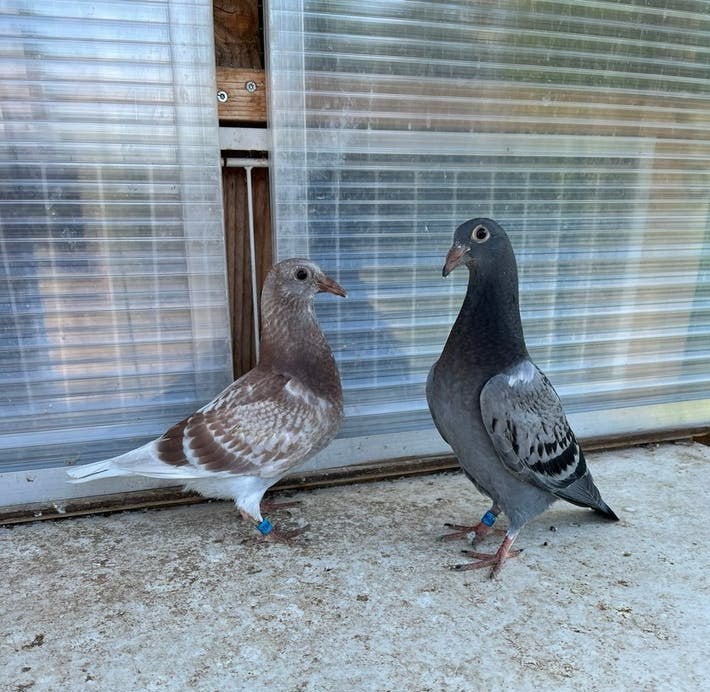 Koppel jonge duiven ( zware fond), Dieren en Toebehoren, Vogels | Duiven