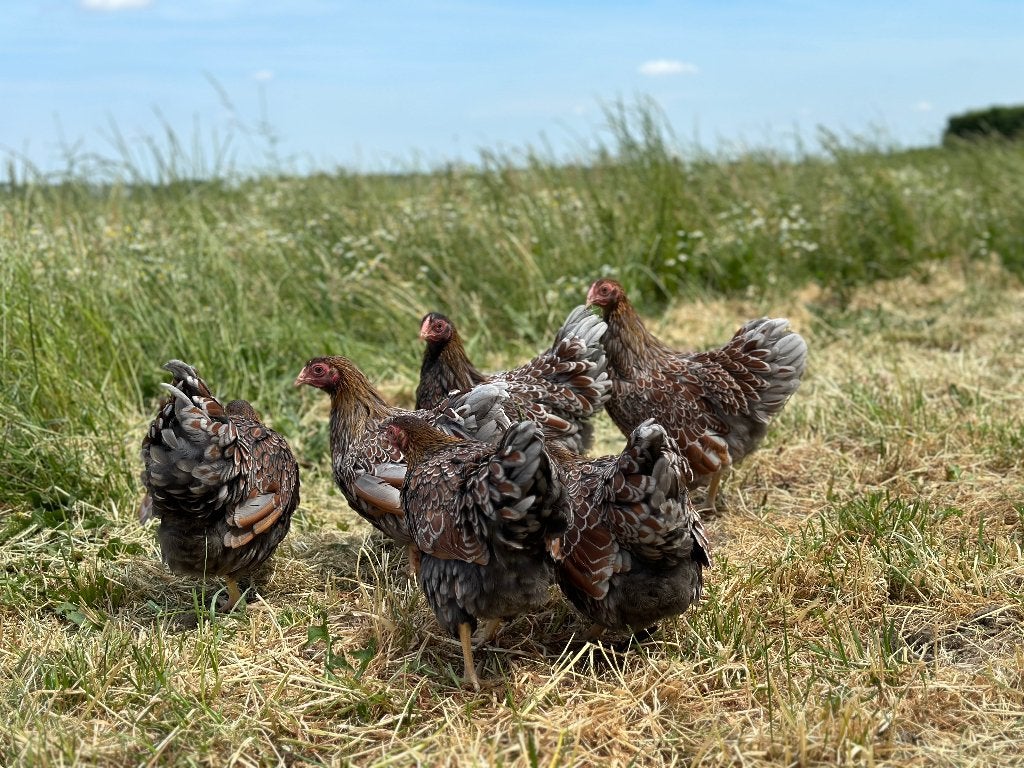 Jonge Wyandotte kriel Goud Blauw gezoomd gesekst en ingeënt, Dieren en Toebehoren, Pluimvee, Vrouwelijk, Kip