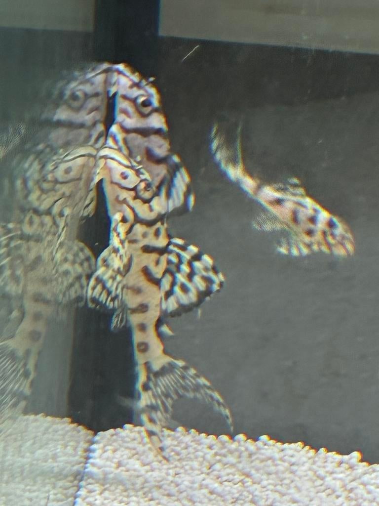 L236sw en sy ook een aantal thin line, Dieren en Toebehoren, Vissen | Aquariumvissen, Vis, Zoetwatervis