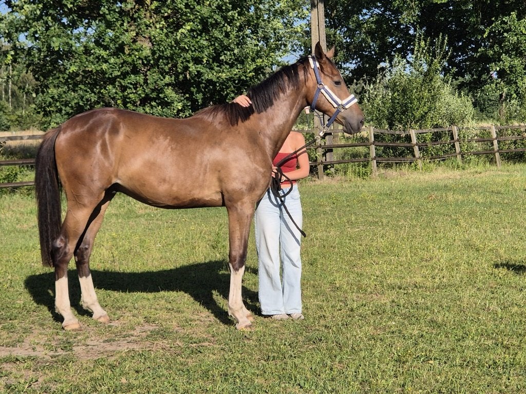 MOOIE  VEELZIJDIGE  TWEEJARIGE  RUIN, Springpaard, Met stamboom, Ruin, 0 tot 2 jaar