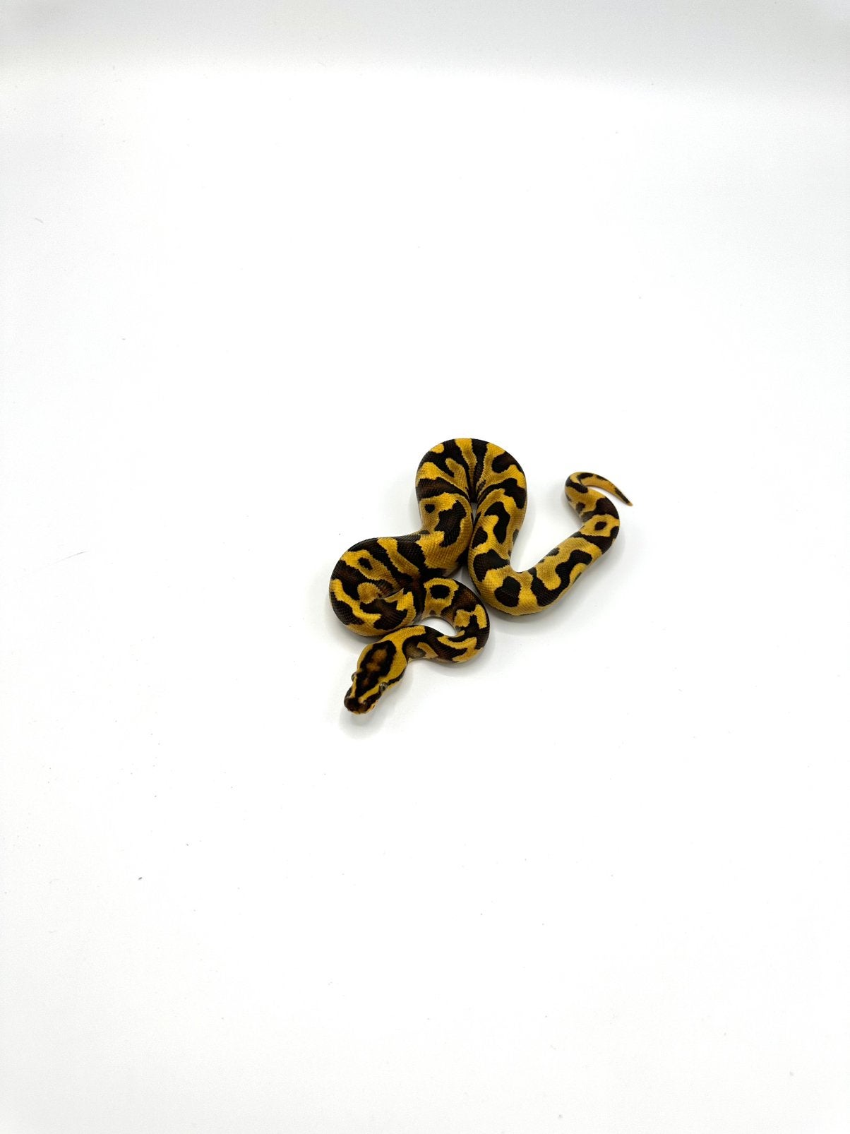 Diverse Python regius - koningspythons Ball Python photo 9