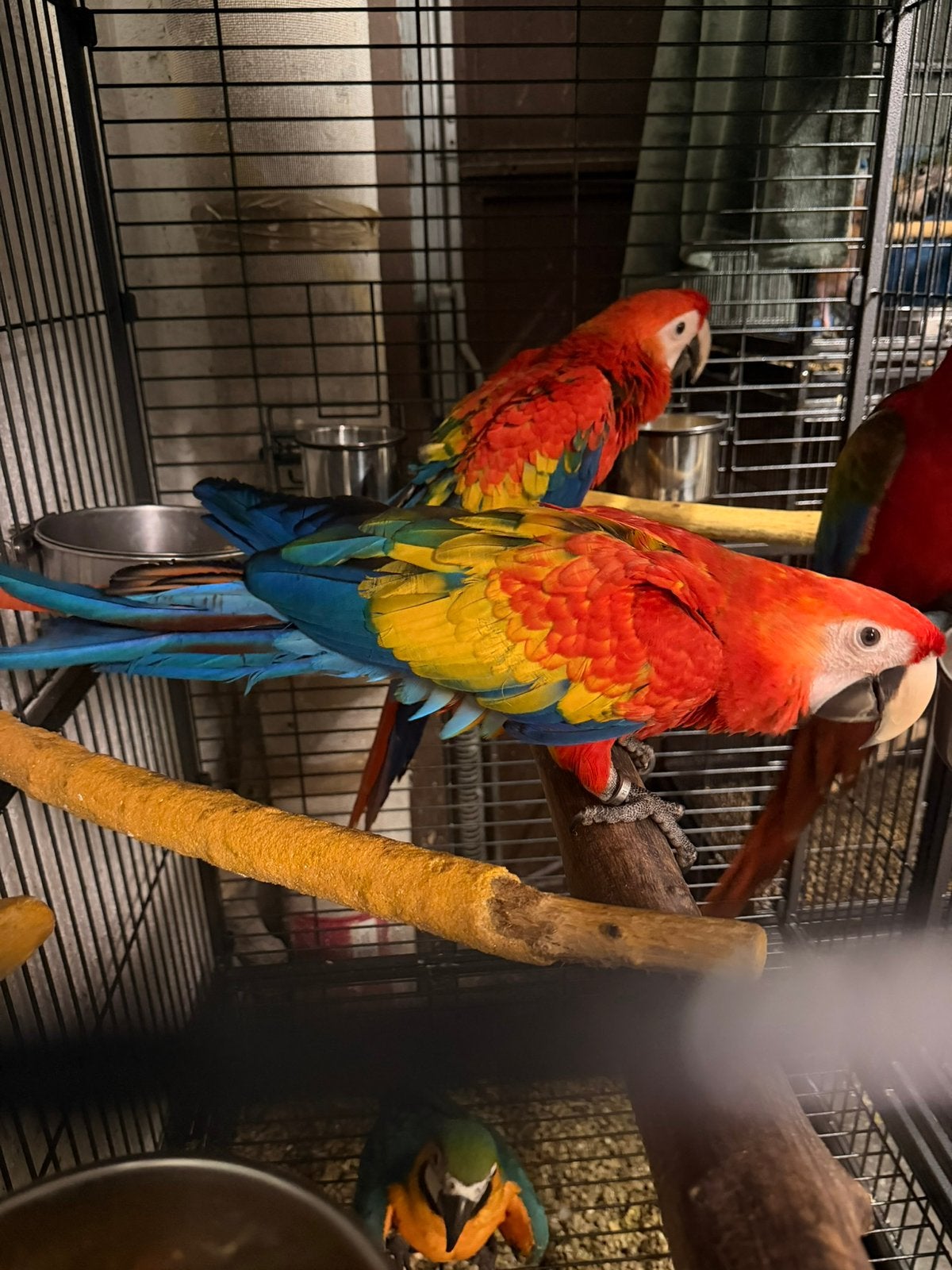 Ara Macao 4 mois, Plusieurs animaux