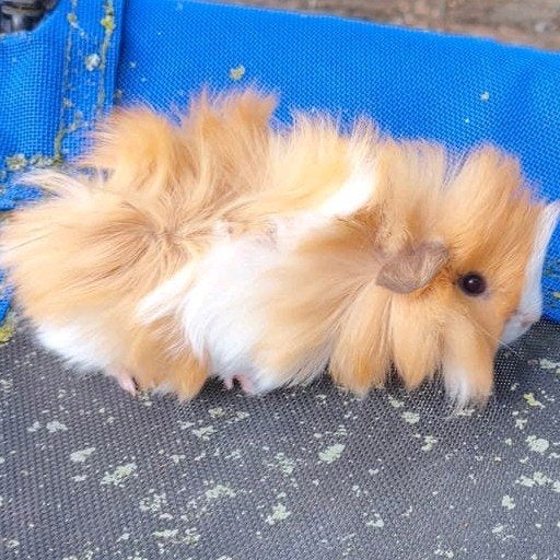 Tamme jonge borstelcavia beer, Animaux & Accessoires, Rongeurs, Mâle, Juin, Domestique, Cobaye