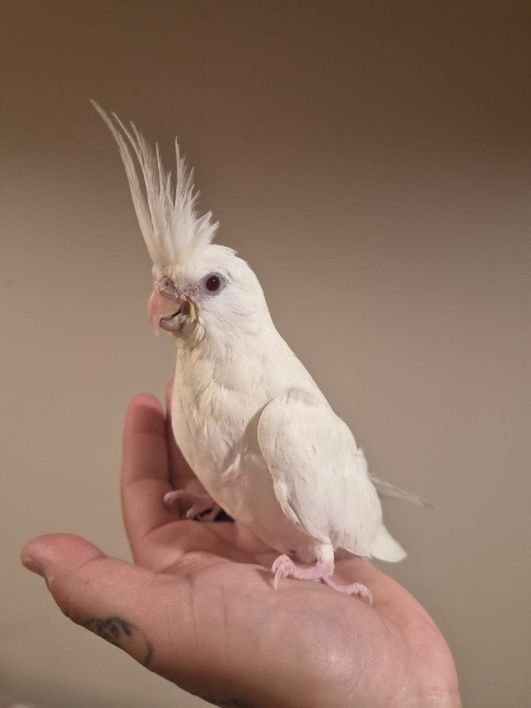 Jonge handtamme EAM valkparkiet met DNA certificaat, Animaux & Accessoires, Oiseaux | Perruches & Perroquets, Perruche, Femelle