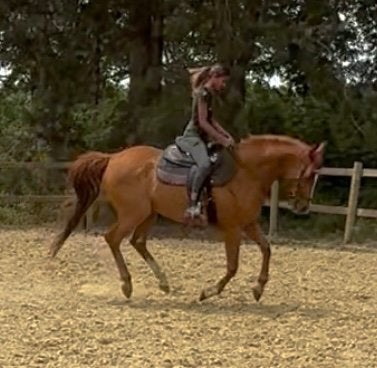Brave ruin, Dieren en Toebehoren, Paarden, Ruin
