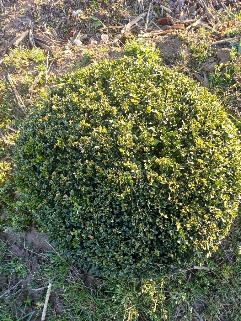 Boule Buxus (ceinture), Enlèvement, Buis