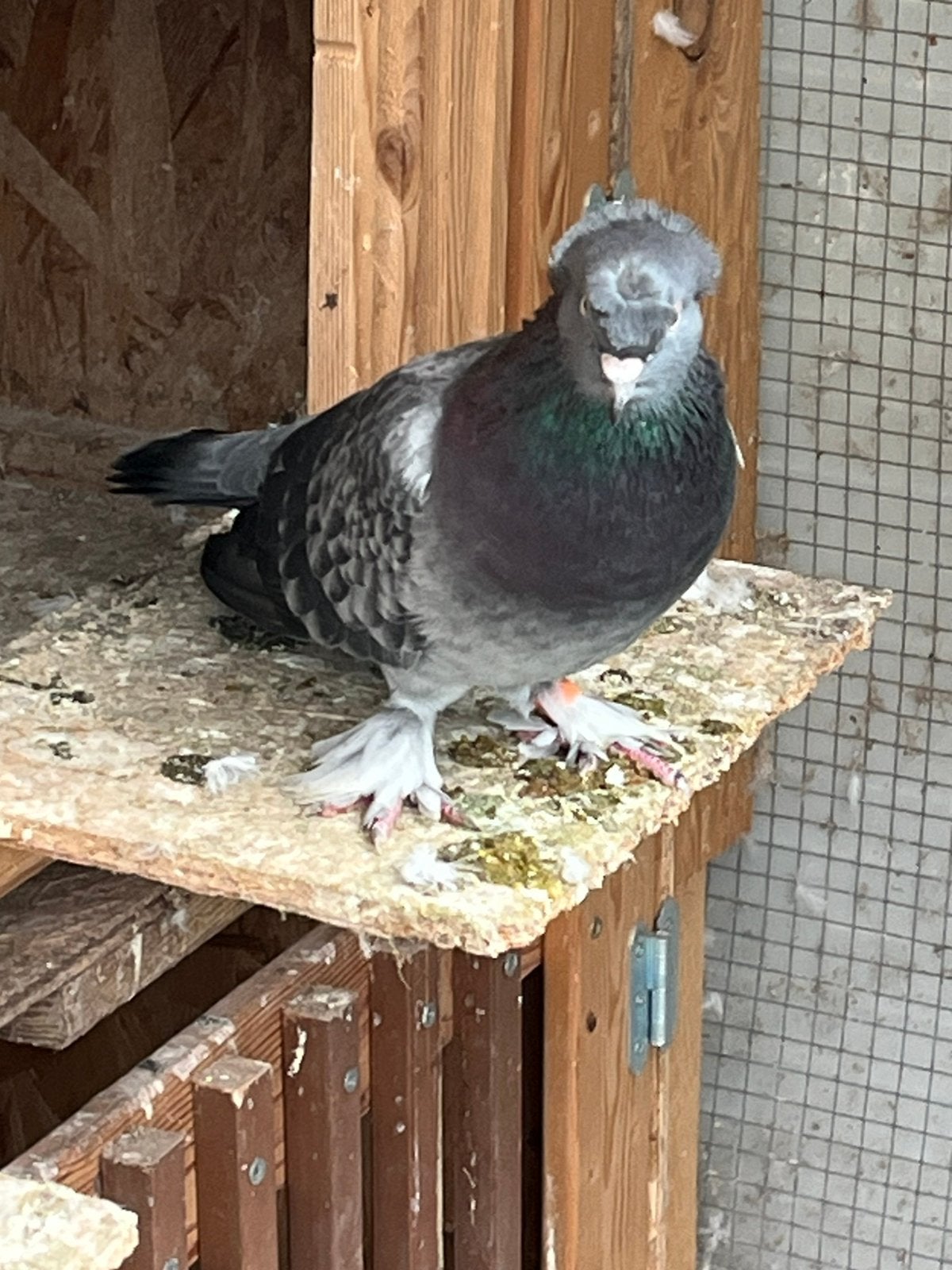 Takla, Dieren en Toebehoren, Mannelijk, Tuimelaar of Roller