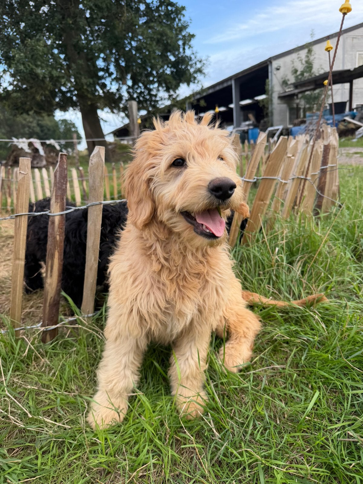 Mooie goldendoodles!, 15 semaines à 1 an, Golden retriever, Maladie de Carré (chiens), Éleveur | Professionnel