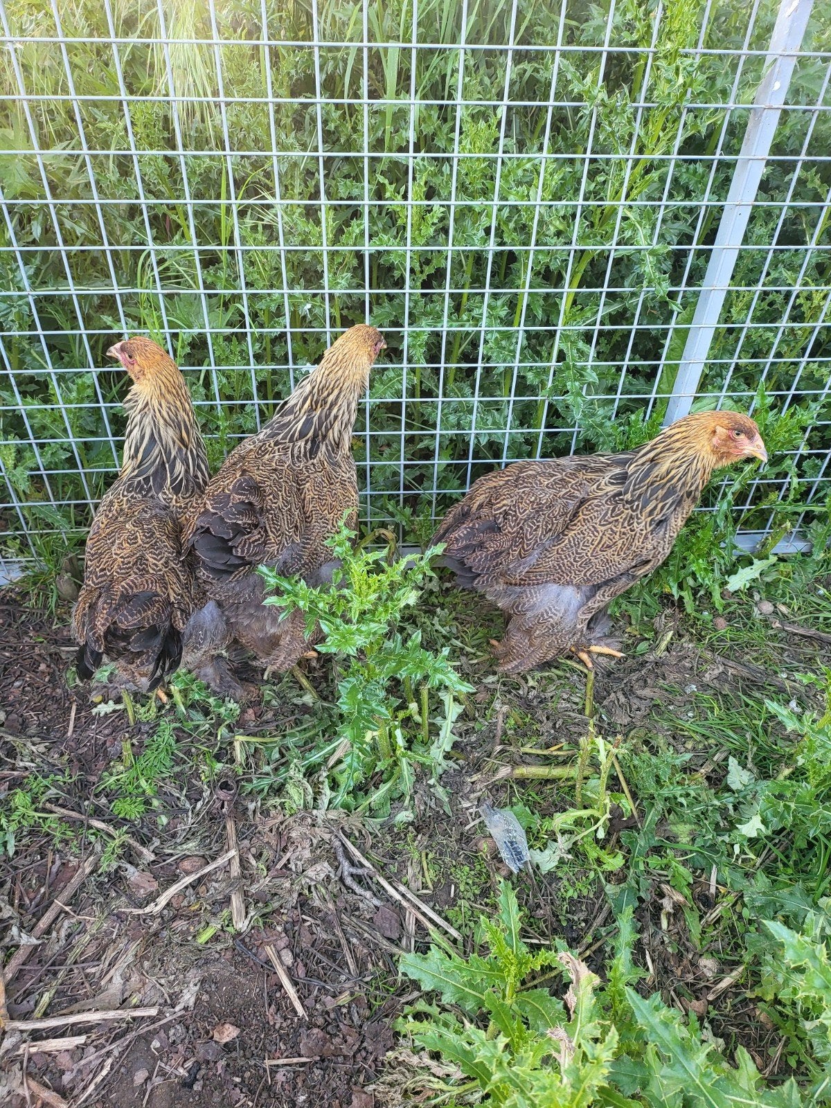 Brahma, Dieren en Toebehoren, Pluimvee