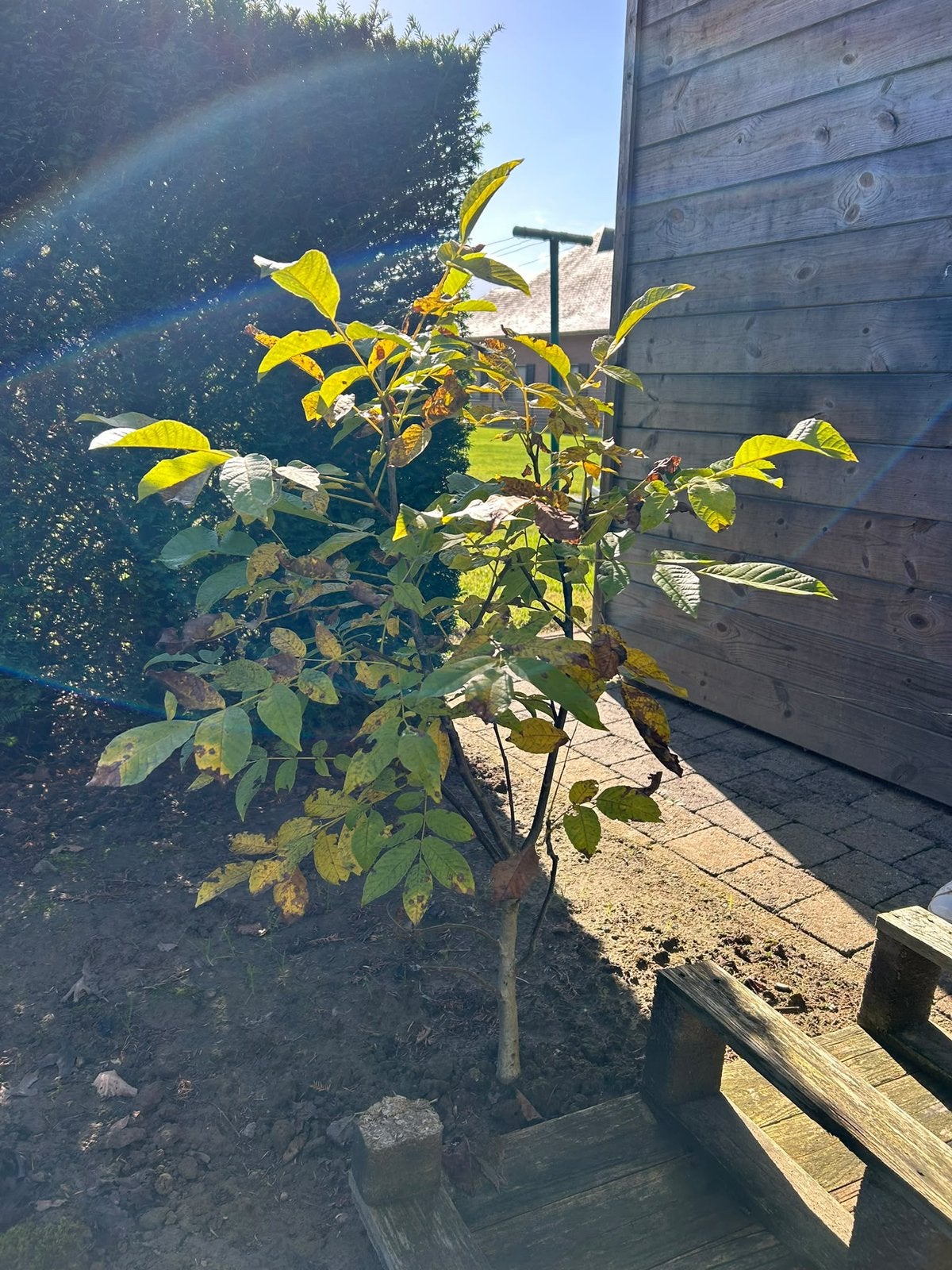 Notenboom te koop, Tuin en Terras, Ophalen