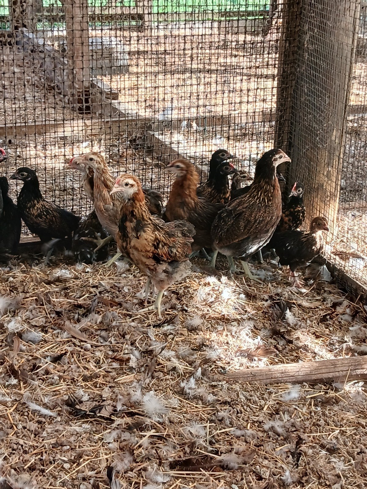 Kuikens geboren in april en mei., Dieren en Toebehoren, Meerdere dieren, Kip