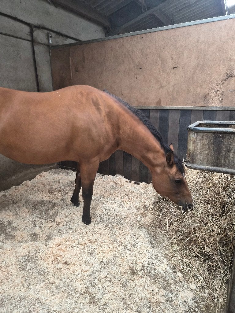 Quarter horse, Animaux & Accessoires, Avec pedigree, 11 ans ou plus, Moins de 160 cm, Cheval western