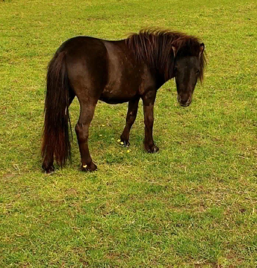 mini paardjes, Dieren en Toebehoren, Pony's, Merrie, Niet van toepassing, A pony (tot 1.17m), 0 tot 2 jaar, Gechipt, Ontwormd
