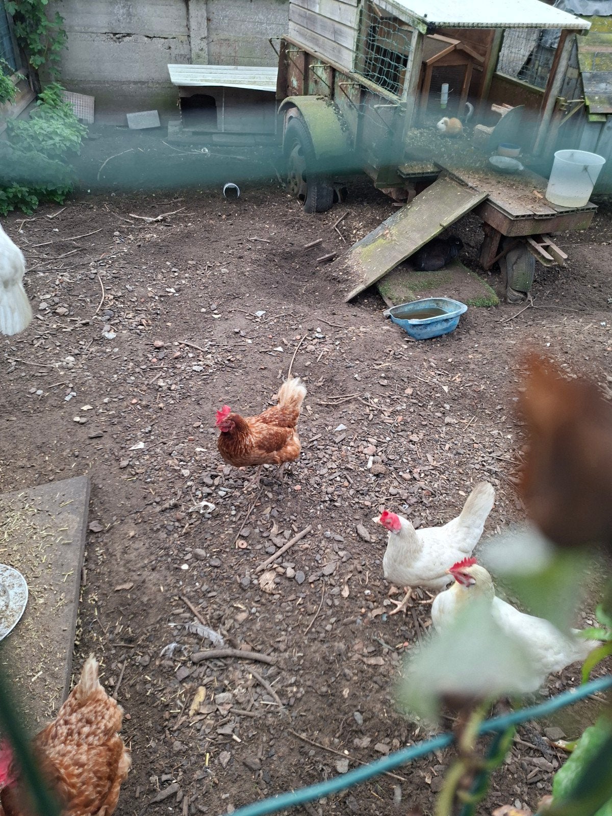 te koop 5 legkippen