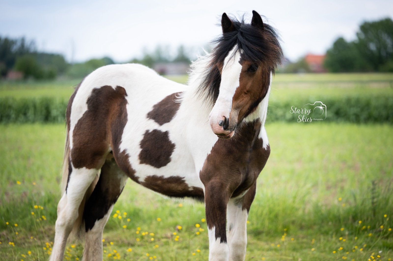 Tinker/Irish Cob jaarling merrie, Avec pedigree, 160 à 165 cm, 0 à 2 ans, Non dressé