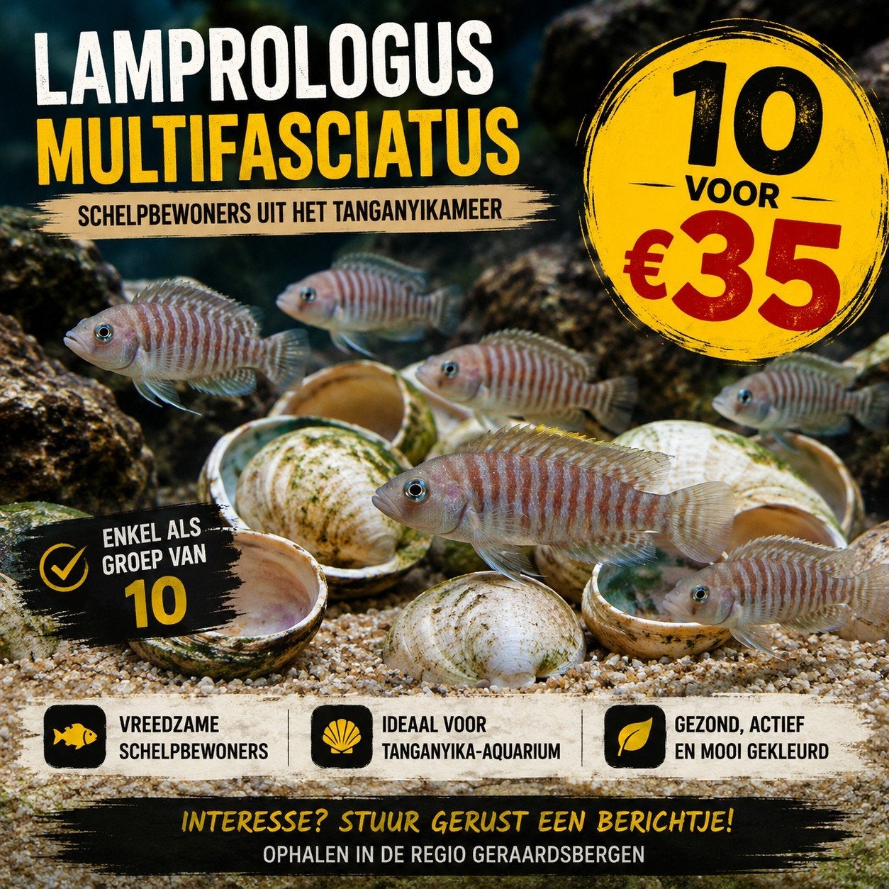 lamprologus multifasciatusgroep, Vis, Zoetwatervis, Schoolvis