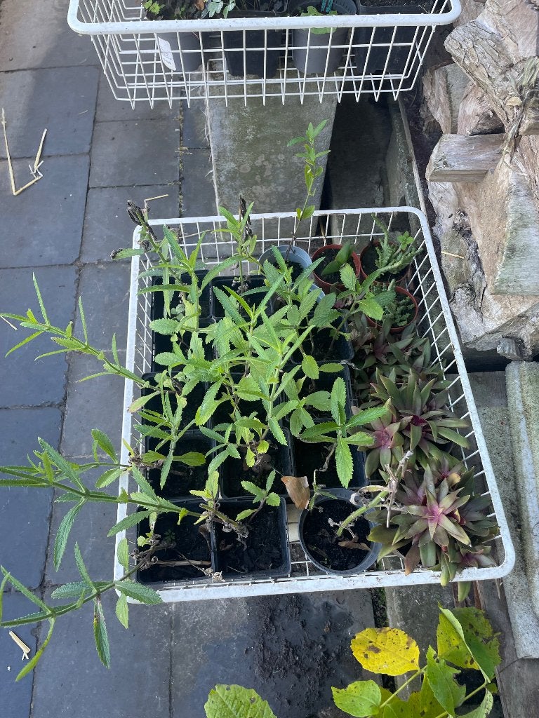 Verveine ornementale, grasslily, aloe, ancolie, raisin, noix, Jardin & Terrasse, Enlèvement