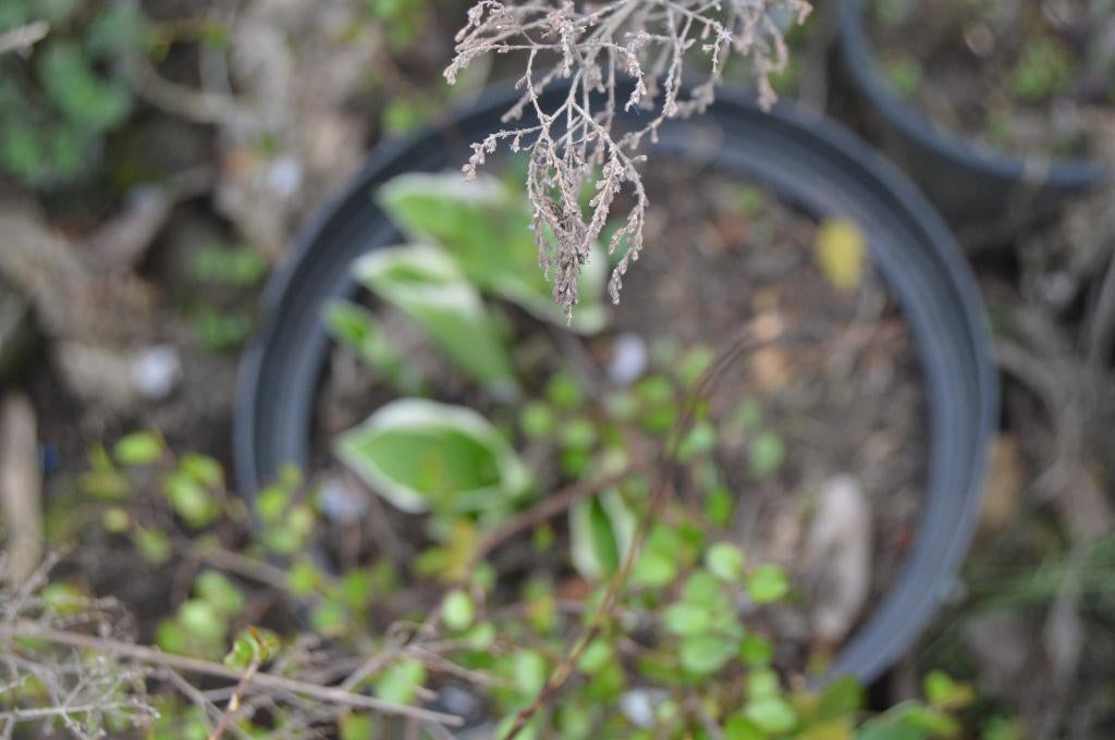 Groen-witte hosta's en sedum planten, Vaste plant, Halfschaduw, Herfst, Ophalen