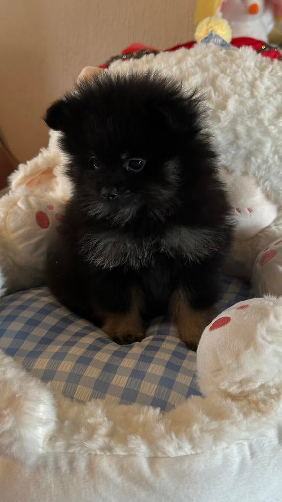 Nog 1 prachtig zwart reutje, Parvo, België, Particulier, Keeshond