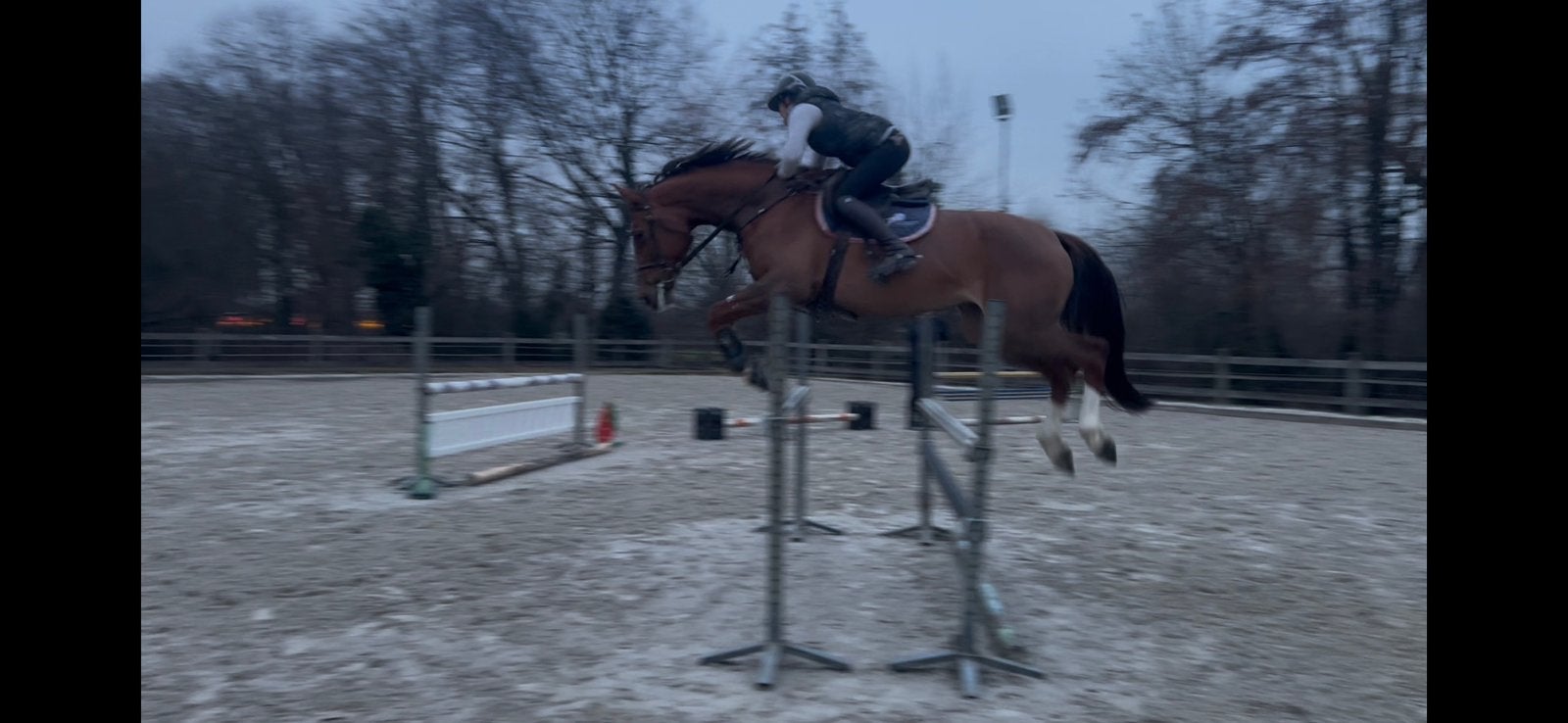 Prachtige merrie springpaard / fokmerrie, Merrie