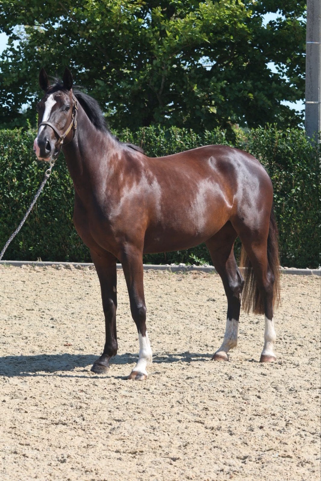 Springpaard te koop, Dieren en Toebehoren, Pony's, Zadelmak
