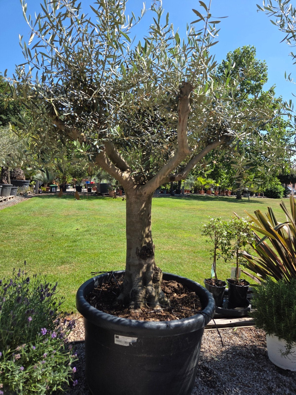 Mooi vertakte olijfboom Olea Europaea, Tuin en Terras, Planten | Bomen, Ophalen, Olijfboom