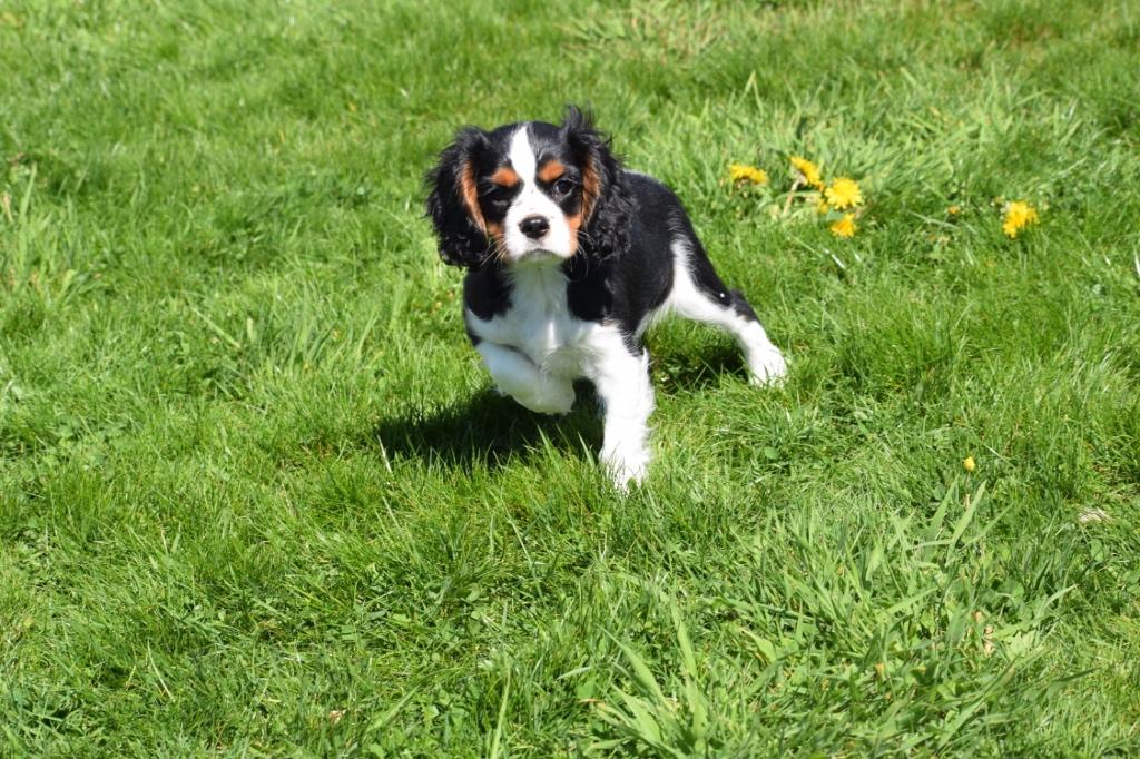 Cavalier King Charles spaniel pups, België, 15 weken tot 1 jaar, Parvo, Meerdere
