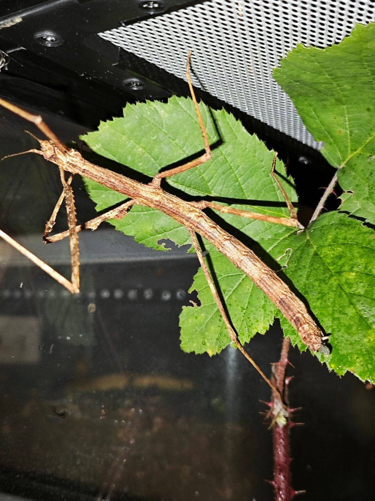 Wandelende tak Oxyartes sp. "Pu Mat", Dieren en Toebehoren, Wandelende tak