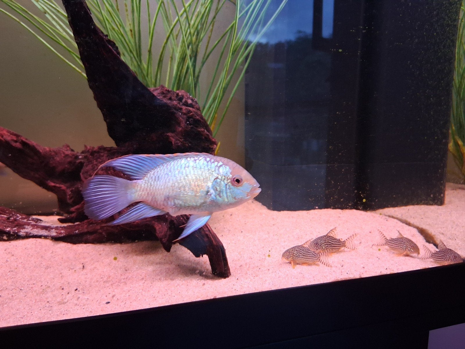 2x electric blue acara