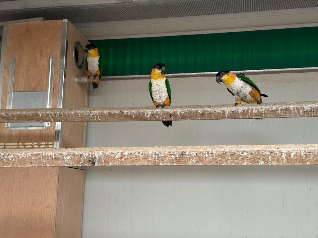 2 koppels Caiques, Dieren en Toebehoren, Meerdere dieren, Papegaai