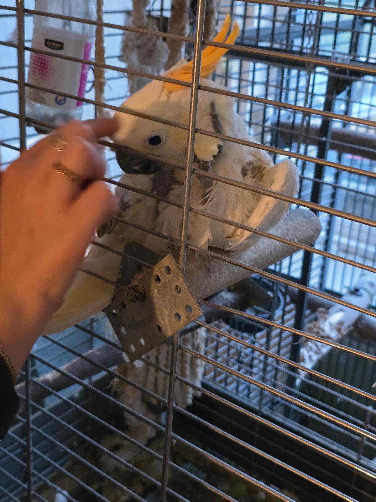 kaketoe papegaai, Animaux & Accessoires, Oiseaux | Perruches & Perroquets, Mâle, Perroquet, Parleur
