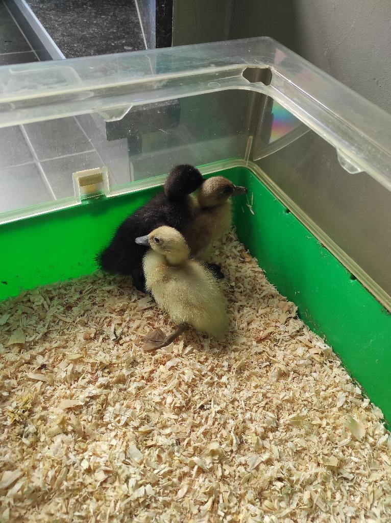 Kuikens loopeend, Plusieurs animaux, Canard