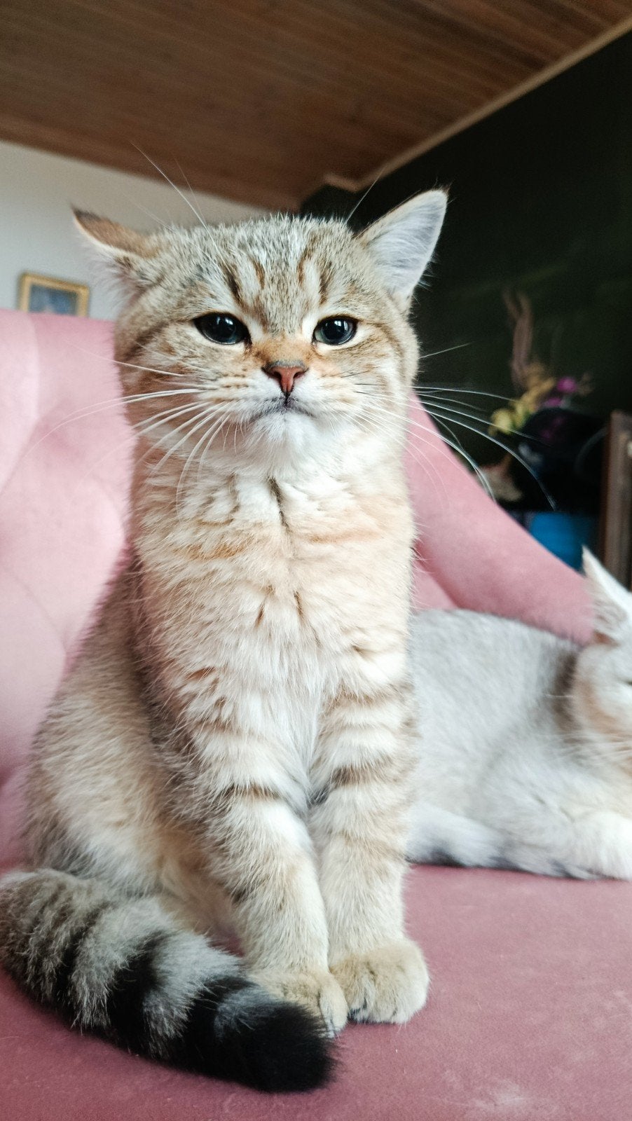 Kittens British korthaar, Dieren en Toebehoren, Kater, Met stamboom, 0 tot 2 jaar
