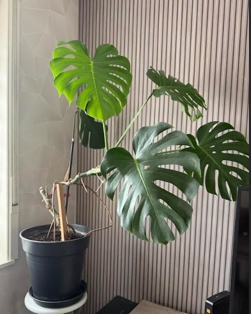 Monstera, En pot, Moins de 100 cm, Enlèvement, Palmier