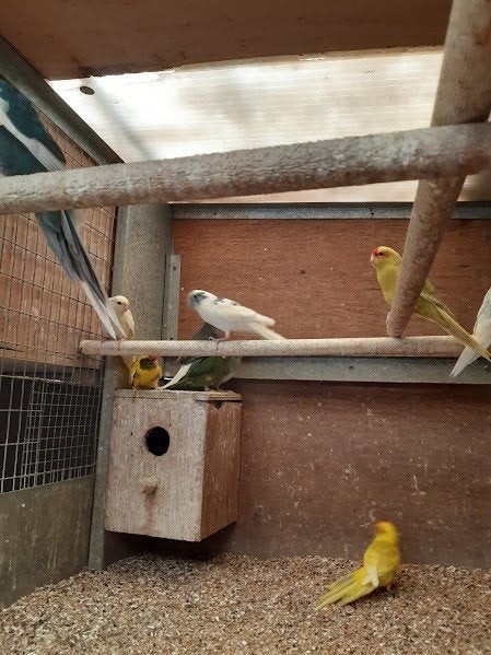 kakariki, Dieren en Toebehoren, Mannelijk, Geringd