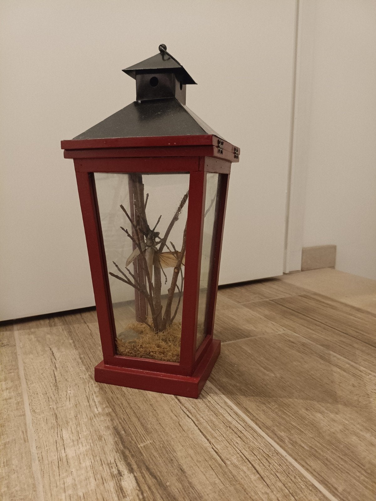 Taxidermie du longicorne géant, Collections, Enlèvement, Comme neuf, Insecte, Animal empaillé