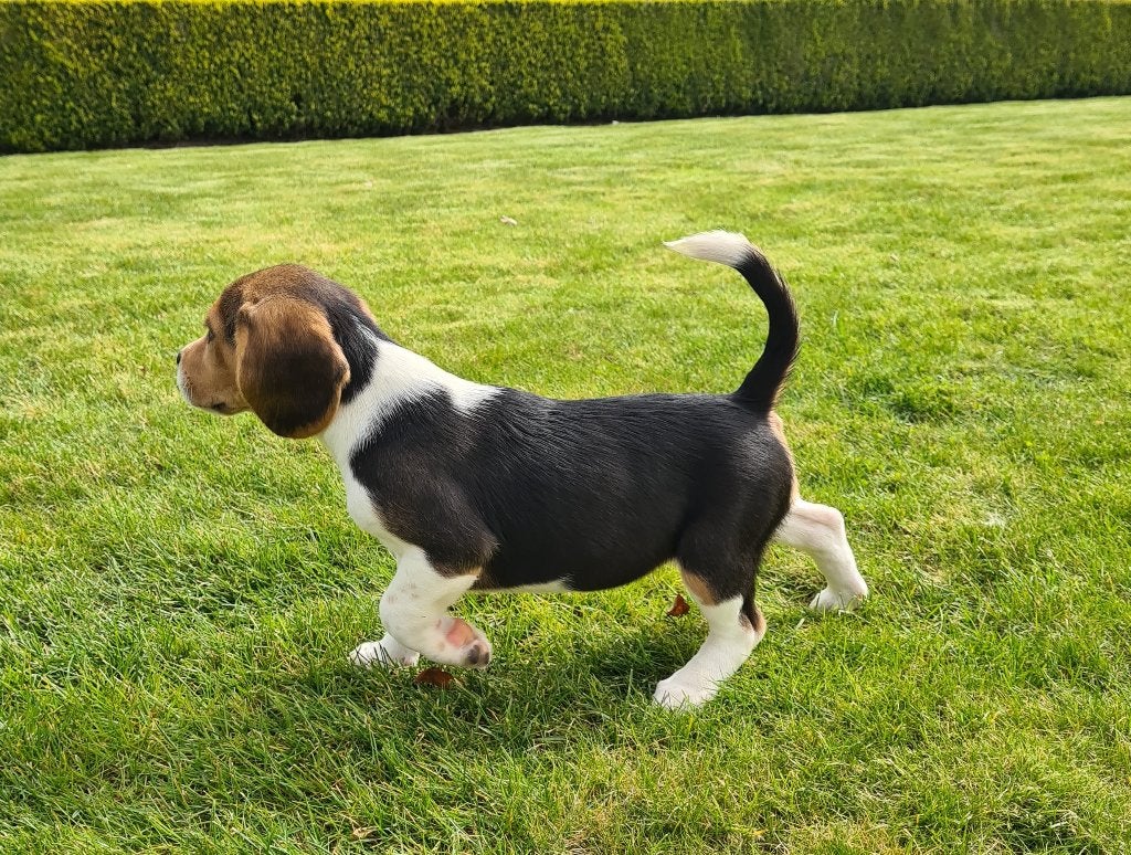 beagle pups, België, Beagle, 15 weken tot 1 jaar, CDV (hondenziekte)