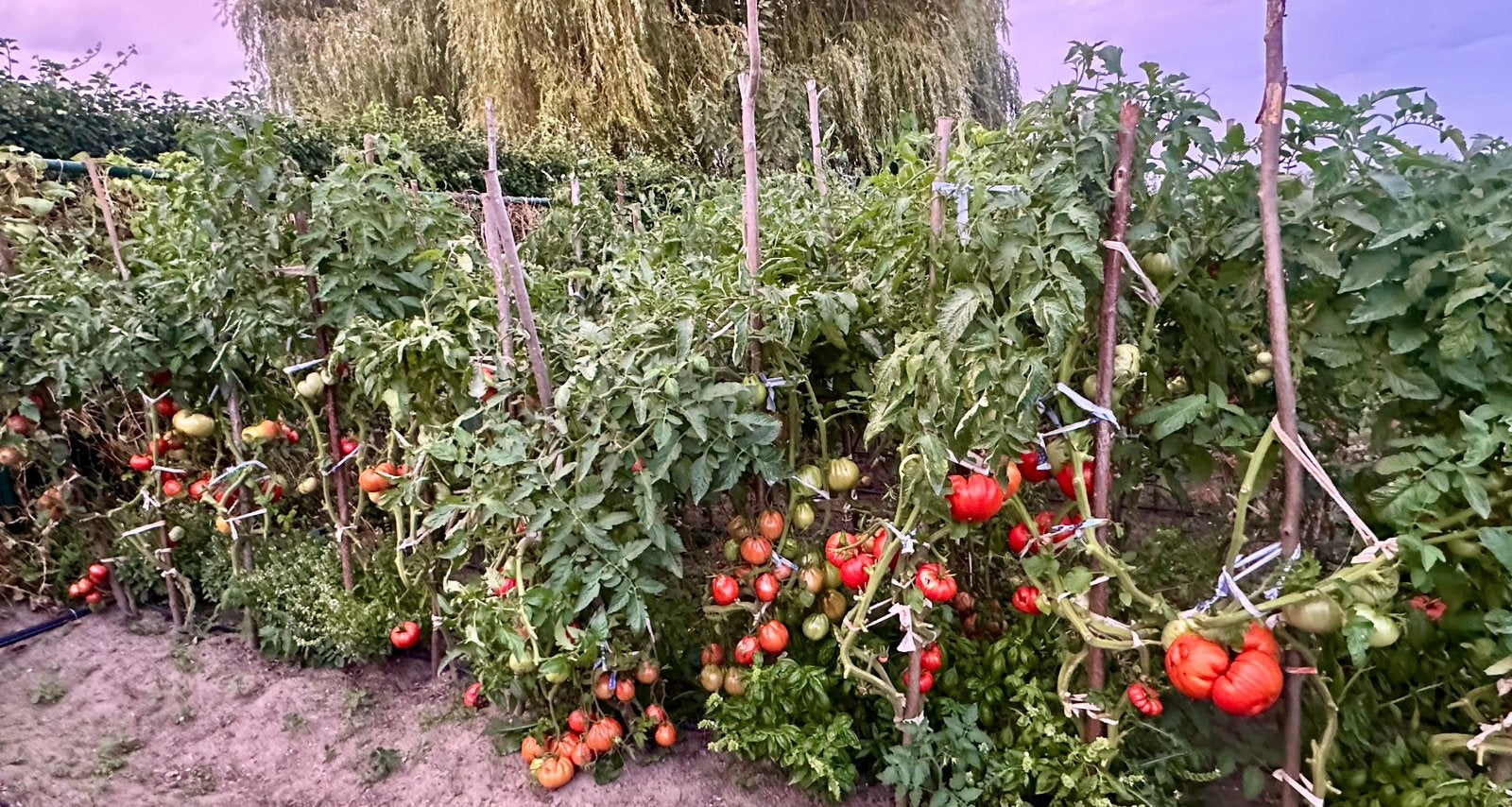 Tomates de jardin, Jardin & Terrasse, Enlèvement