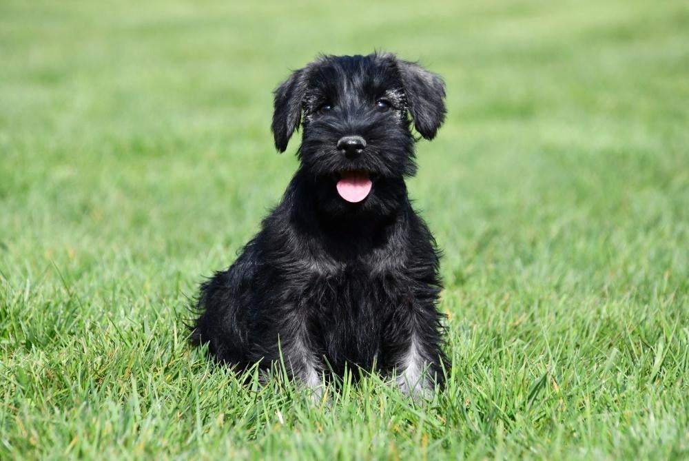 Dwergschnauzer pups te koop, 15 weken tot 1 jaar, Buitenland, Parvo, Meerdere