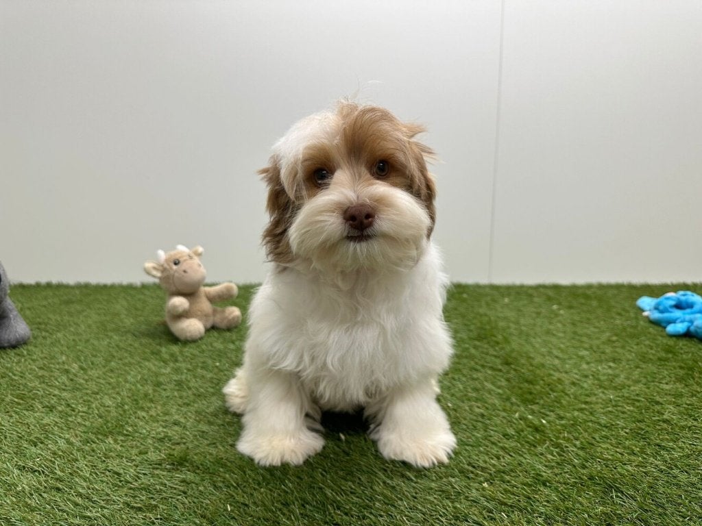 Chiot Yorkshire Terrier Biewer, Animaux & Accessoires, Yorkshire Terrier, Chien (mâle), Hépatite contagieuse (maladie de Rubarth)