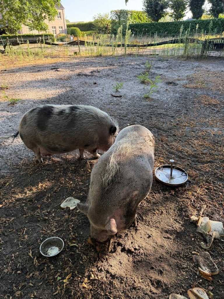Hangbuikzwijntjes, Dieren en Toebehoren