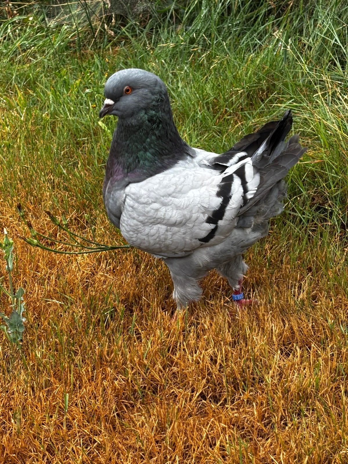 King duiven, Dieren en Toebehoren, Pluimvee