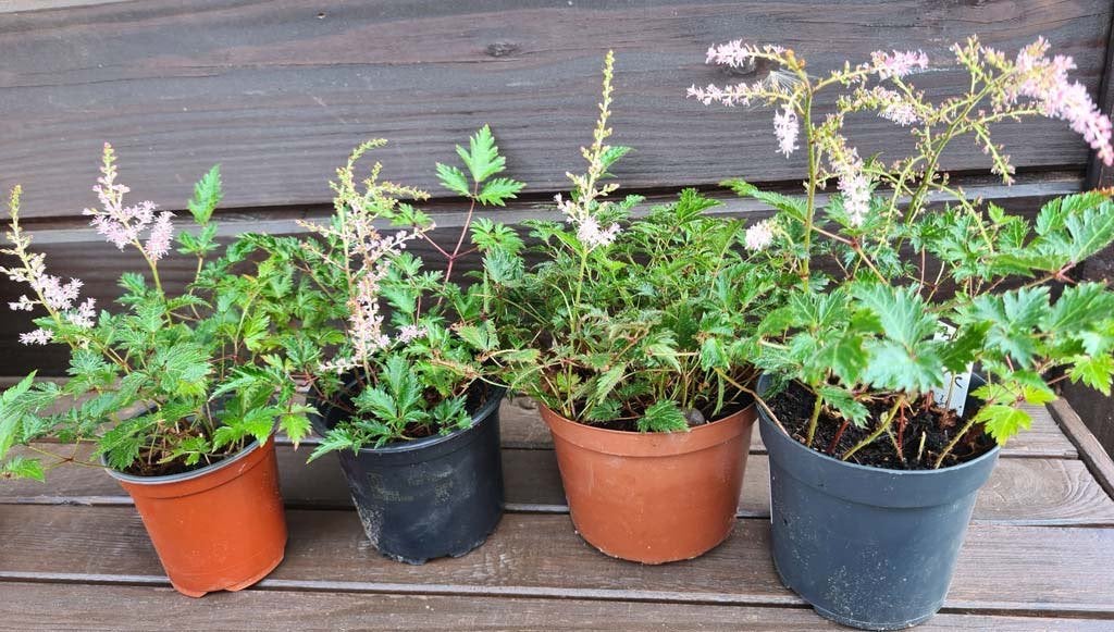 tuinplant Astilbe Sprite - 4 potjes voor 2,00 EUR - zie info, Tuin en Terras, Ophalen, Vaste plant, Varens, Volledige schaduw