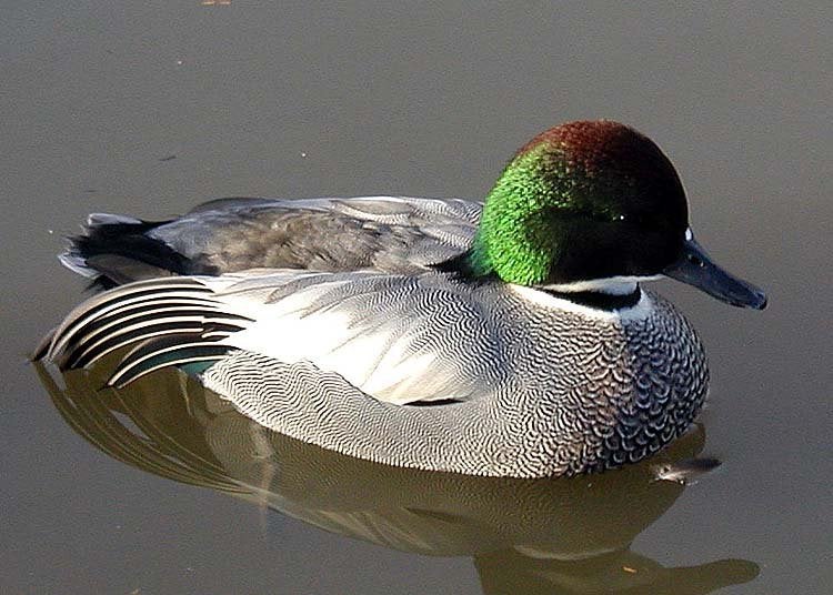 bijoux canards, Plusieurs animaux, Canard
